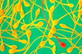 Pourquoi les beaux hommes sont moins fertiles